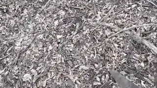 gold shovel