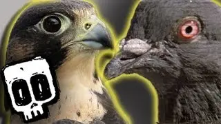 Peregrine vs Pigeon: Deadliest Showdowns (Ep 1) | BBC Earth Explore
