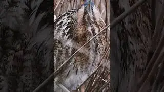 Bittern Botaurus &ndash; The Mysterious Master of Wetlands