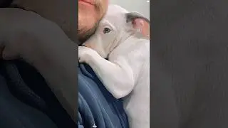 Dog reaction to seeing the vet #funny #funnydog #funnyvideo #pets #funniestvideo