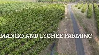 Mango and lychee Farm Mareeba Far North Queensland