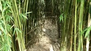 Logan Botanical Gardens Bamboo maze