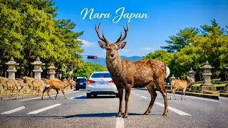 Нара &mdash; первая столица Японии 🇯🇵 | Великий Будда, Парк оленей и древняя история!! 🇷🇺