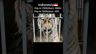 Tiger population of each country (then vs now ) #viralvideo #youtubeshorts