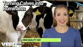 Turning Calves into Ruminants