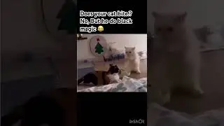 #CatMeme #LaughWithCats #AnimalsBeingFunny #CatsDoingThings #PetComedy #DailyLaughs