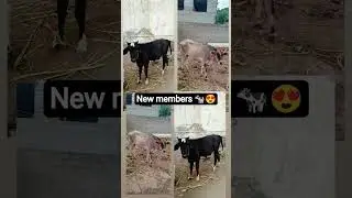 new members 🐄 #jerseycows