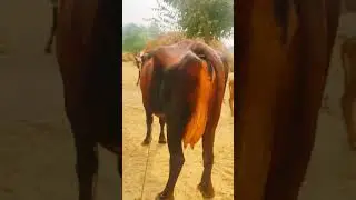 B.m.nehra cow farm sikar Rs-95000 hf cow milk 25-30 liter