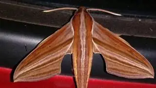 Hippotion Sphinx moth vibrating wings