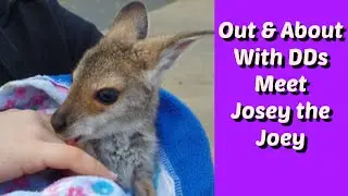 Darvanalee Designs Studio | Out and About | Meet Josey the Joey - Rescued Joey