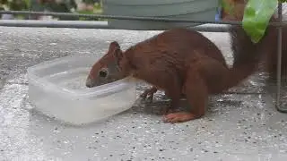 Tagträume     Nüsse, Trinken ,Naschen