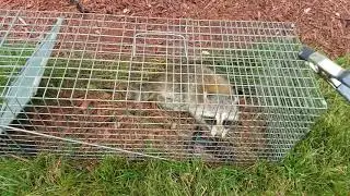 Raccoon Trapping and Removal from house Linden | Mountainside NJ 732 698 8387