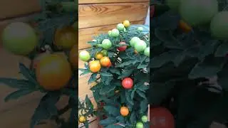 Соланум - паслён или зимняя вишня 🍒