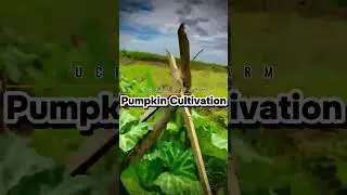Pumpkin Cultivation