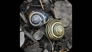 Cepaea nemoralis, Bibio femoratus, Ardea herodias A alba, Meloe angusticollis, Xanthonia decemnotata