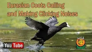Eurasian  Coots Calling Sri Lanka | WILD trace