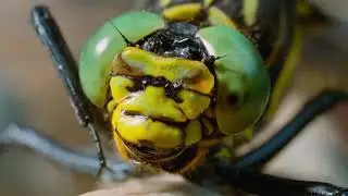 Dragonfly Transforms from nymph