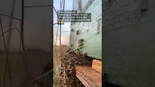 It&rsquo;s hot 🔥 in Texas and the bees are hard at work keeping the hive cool and making honey