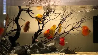 Discuss tank set up with rock and drift wood hard scape 240cms