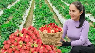 Harvesting red strawberries on a large farm for use in cooking | Life Beautiful
