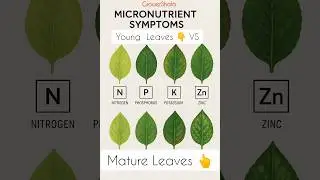 Nutrition Deficiency in Young vs Mature Leaves🍃 | GrowerShala