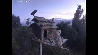 A Curious Visit From Another Barn Owl, Coloring Indicates Female. Owl Box C - 5/26/25 - 8:17 pm