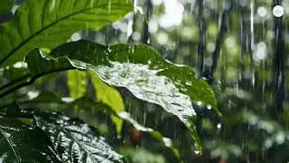 Calm Showers | Sleep Meditation Music | Relax Your Mind | Relaxing Music | Yoga Music