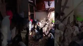 #egyptian#fayoumi #chickenfarming #rooftopfarming #reels #shorts #fyp
