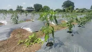 DOT 18 July. Armour Chilli