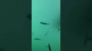 Underwater Fishing Mackrell