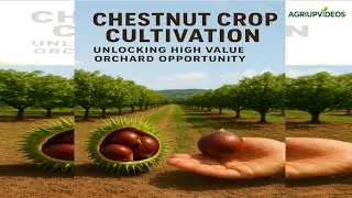 Guide: How to Grow and Benefit from Chestnut Orchard Successfully &ndash; Years of Expert Experience!