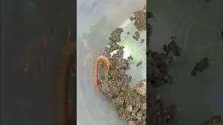 Ciempies cobrizo (Lithobius forficatus)