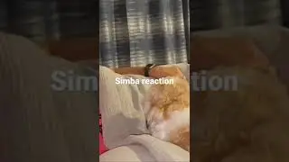 Simba Talking #short #shorts #dogtalking #dogfunny