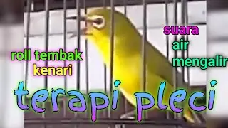 terapi pleci, suara pleci roll tembak, suara kenari dan suara air mengalir