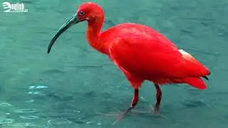 EEC-English Express - Bird colors