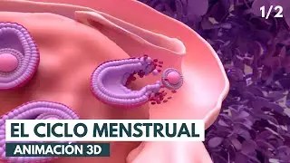 Ciclo menstrual: Conceptos b&aacute;sicos | Animaci&oacute;n 3D