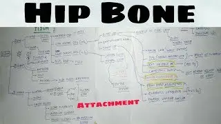 Hip Bone - 4, ilium Attachment - iliac Crest | TCML | ENMEDER