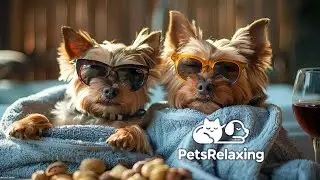 Calm Your Dog & Combat Anxiety 🐶 Deep Relaxation Music for Stress Relief & Sleep