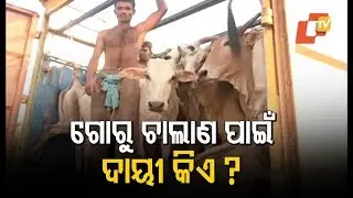 Illegal Cattle Transportation Rampant In Odisha's Balasore