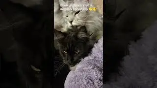 Котя и Виола,  #cat #mainecoon #funnycats