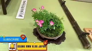 Bonsai (盆栽) is a beautiful art.OSANG RMN VLOG