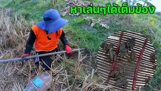หาเล่นๆได้เต็มข้อง นั่งกลางทุ่งนา หาเขียดหากิน