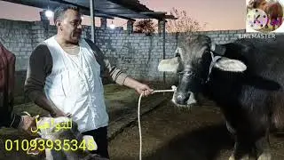 الجاموس الوالد واصل مزرعة المعلم جمعه عنتر