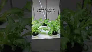 Transform Your Home with Efficient Hydroponic Gardening Systems