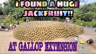 GALLOP EXTENSION AT SINGAPORE BOTANIC GARDEN!I FOUND A HUGE JACKFRUIT!!!