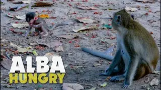 Trillion Pity Little Monkey Alba Really Hungry But Mum Lazy Nursing - Poor Life Alba