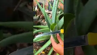 Peeling aloe vera leaves #shorts #plant #cutting