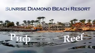 Риф отеля Санрайз даймонд бич резорт, подводный мир, мурена, Sunrise Diamond Beach Resort reef
