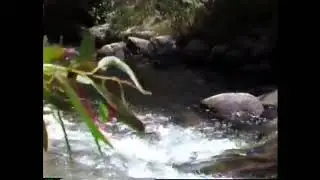 Running around Robinson&rsquo;s Creek