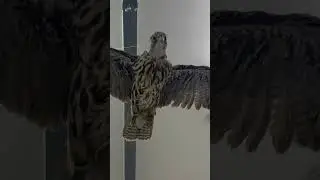 #falcon #dubai #indiaytshorts #punjabi #viralvideo #travelblog #trending #sidhumoosewala